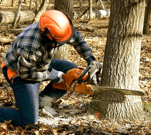 Tree trimming services in Mechanicsville, IA